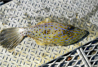 釣り博士の旬の魚「ソウシハギ」