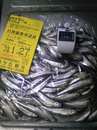 マンゴー隊「今週の釣果報告」