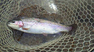 Trout0408
