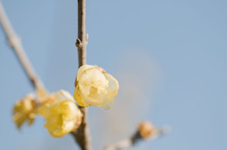 Ume1