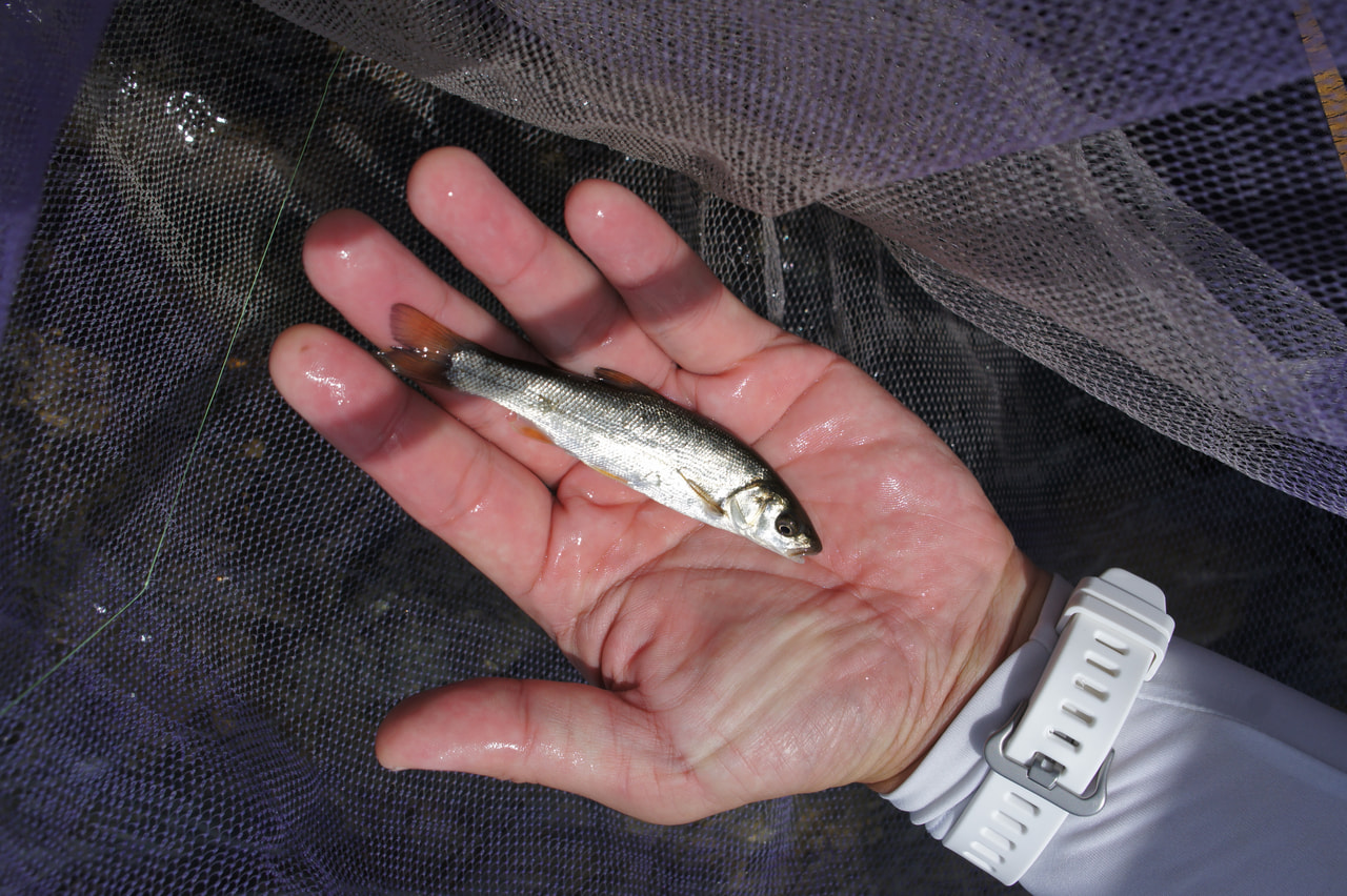 初心者におすすめの釣り「相模川でお手軽フィッシング①」 | The Burn