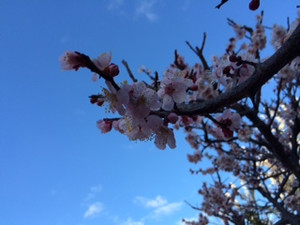 Sakura
