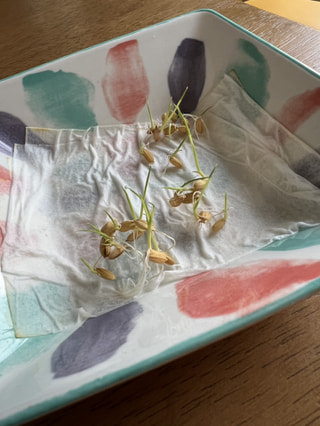 マー坊のコメ坊