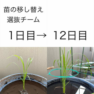 ヨコハミ稲作通信
