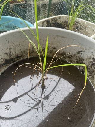 ヨコハミ稲作通信