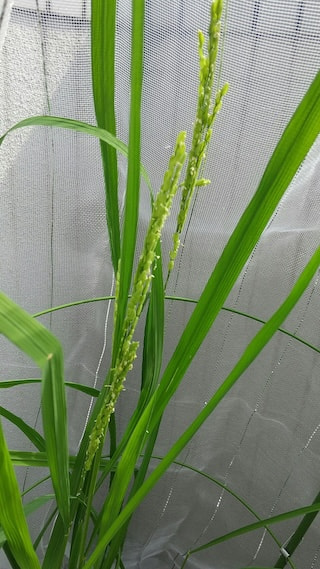 ヨコハミ稲作通信