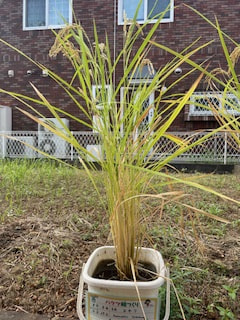 ヨコハミ稲作通信