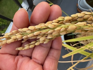 ヨコハミ稲作通信