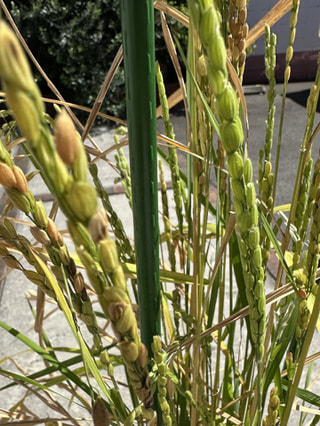 ヨコハミ稲作通信