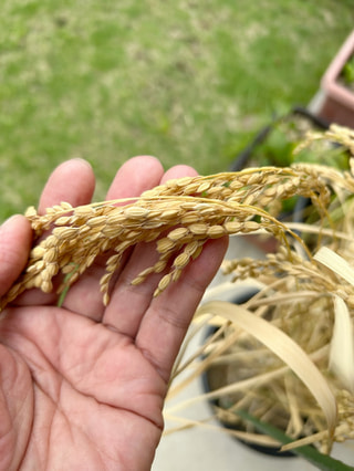 石井さん代理その後の後